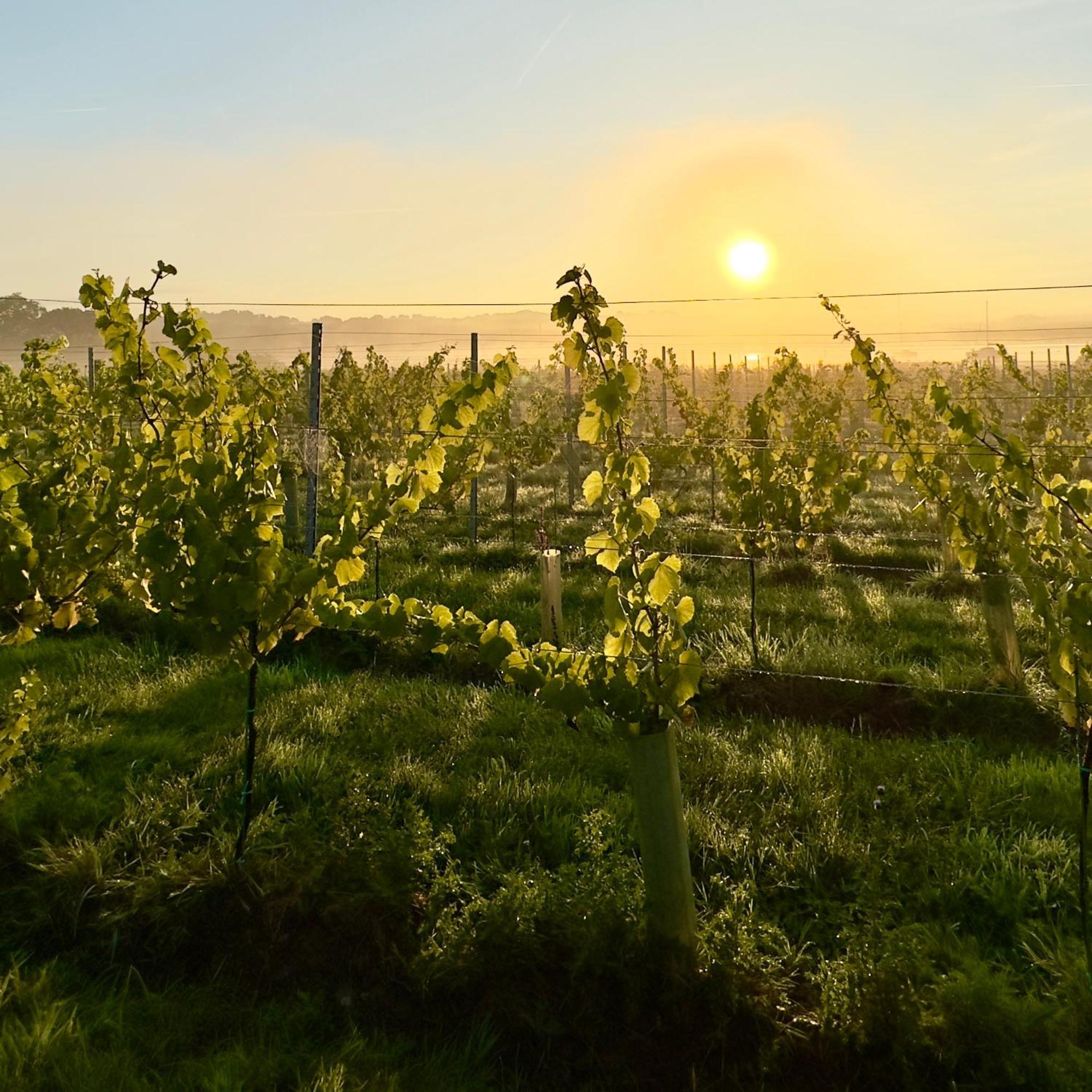 Pinkmead Estate And Vineyard Villa Osborne  Eksteriør billede